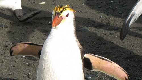 Antarktidos karališkieji pingvinai