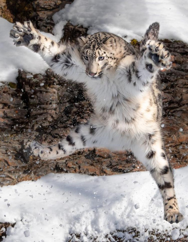 Snieginio Leopardo Šuolio Foto