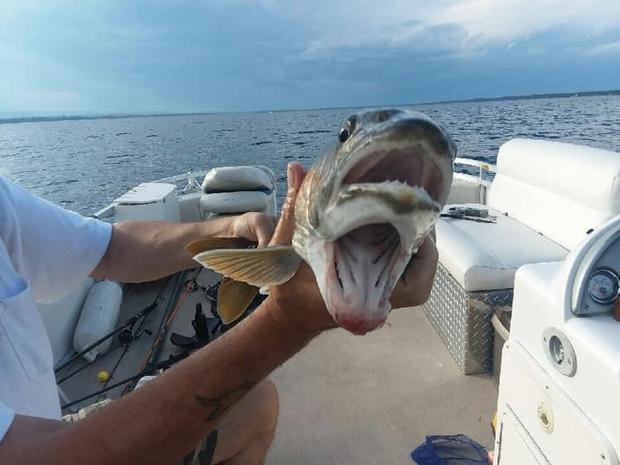JAV sugauta žuvys su dviem burnomis
