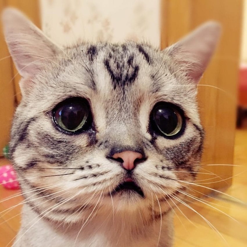 Pati liūdniausia pasaulio katė rasta Kinijoje