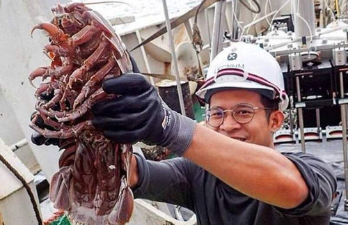 Indijos vandenyne rastas didžiulis jūros tarakonas