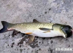 Kinijoje pagauta žuvis mutantė su papūgos galva