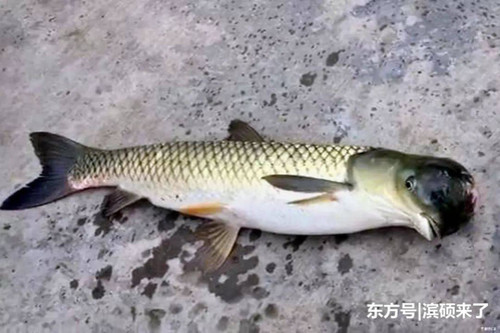 Kinijoje pagauta žuvis mutantė su papūgos galva