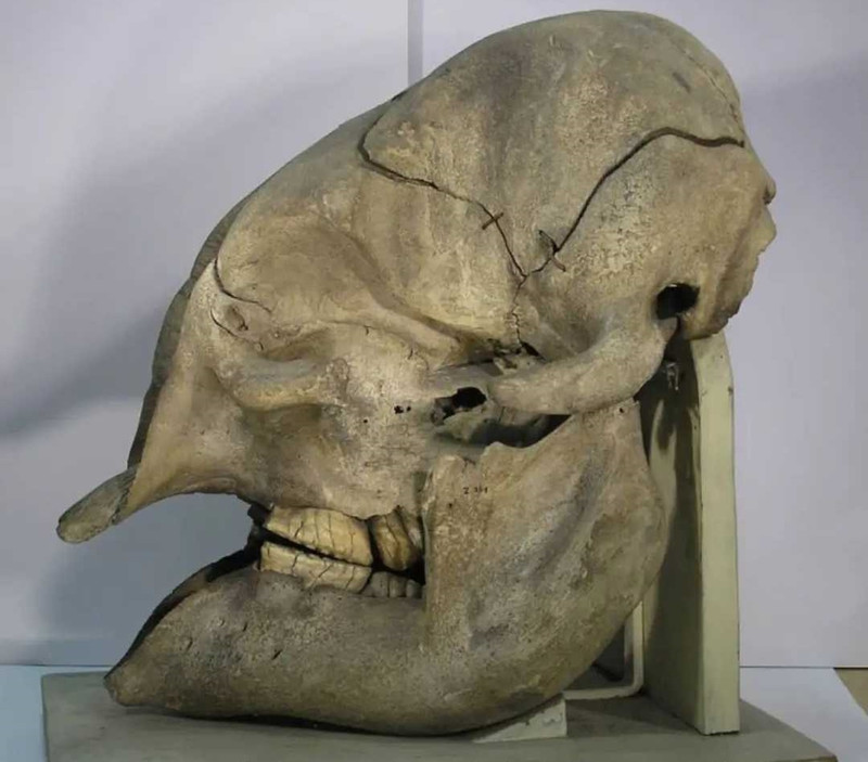 Štai kaip atrodo dramblio kaukolė