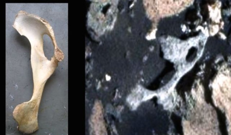 Marse rastas kaulas