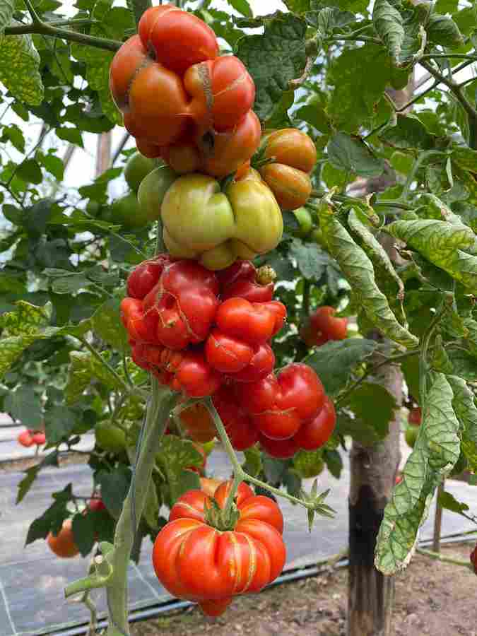 ‘Voyaz’ – vadinamieji plėšomi pomidorai