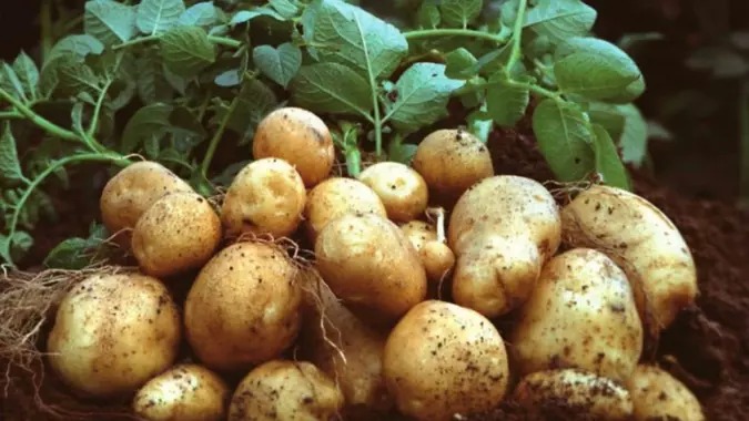 Kodėl sodindami bulves turėtumėte naudoti pelenus