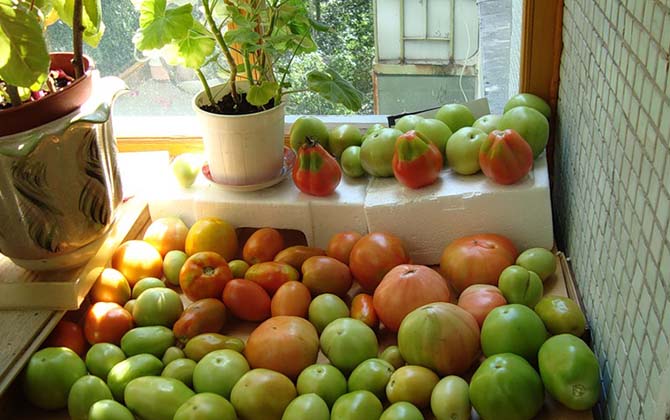 pomidorai, sodas, patarimai, pomidorų nokinimas