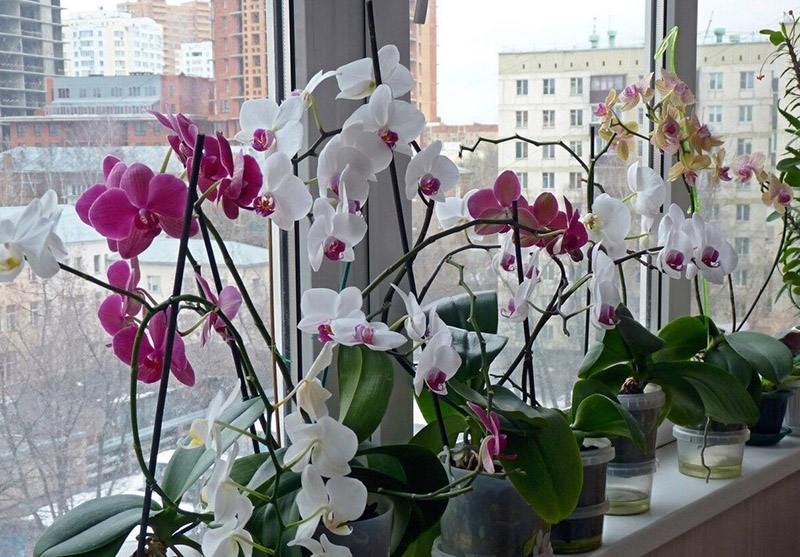 Tinkama orchidėjos priežiūra