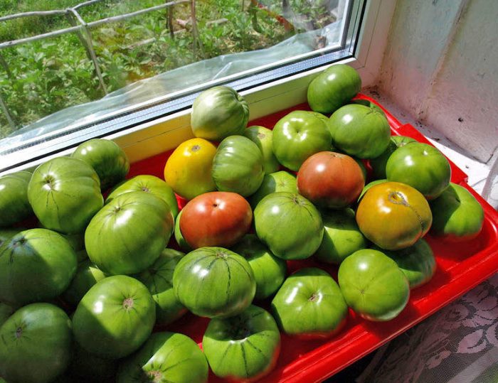 Žalius pomidorus sunokinsite labai greitai: štai, ką reikia padaryti