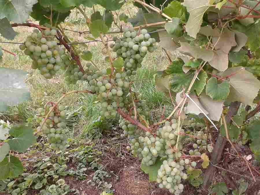 vynuogės, sodas, patarimai, kaimas, vynuogių auginimas