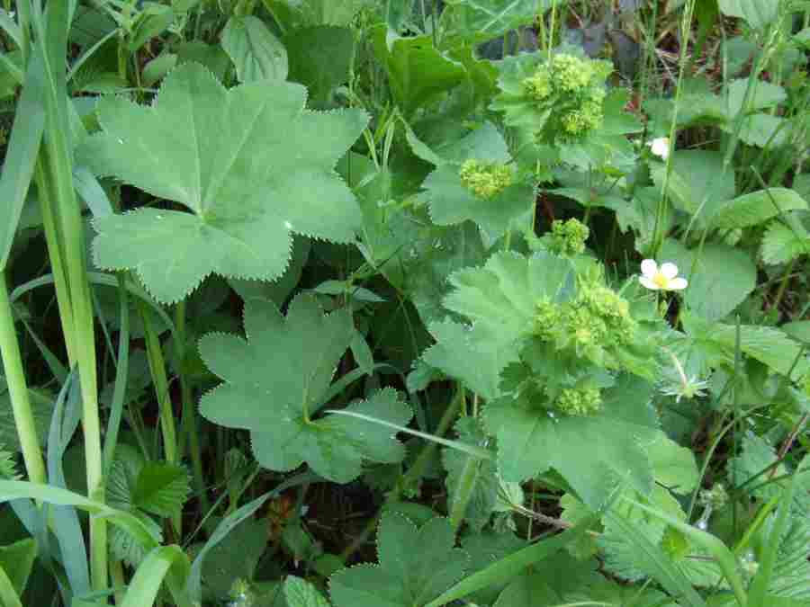 Paprastosios Rasakilos, vaistažolės, Alchemilla vulgaris