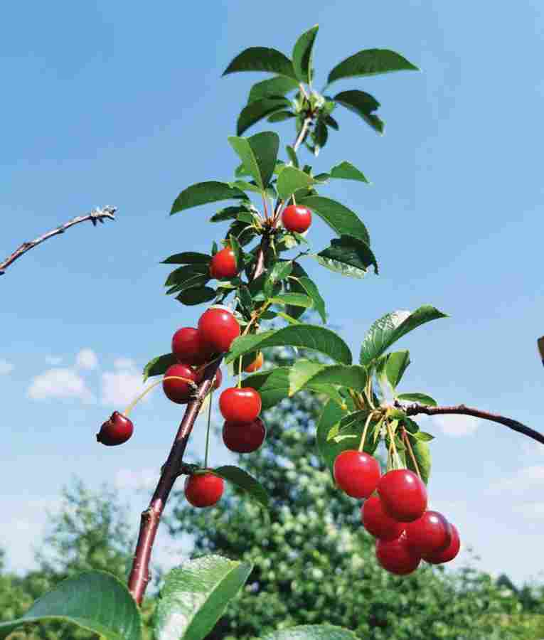 Vyšnios ir trešnės: nuo sodinuko iki derliaus
