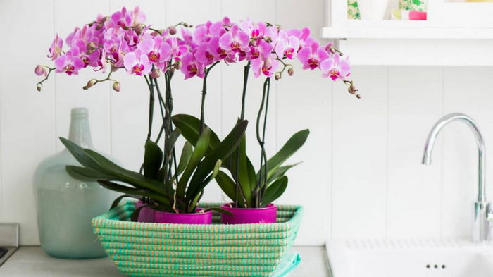Kaip dažnai laistyti orchidėjas: nurodyti konkretūs terminai?