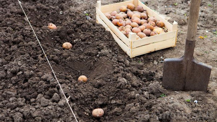 Kokių augalų ir daržovių negalima sodinti šalia bulvių