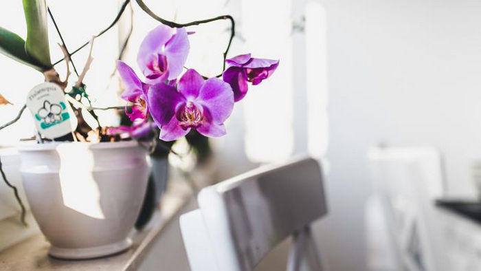 Orchidėjų šaknys praneša, kad gėlei gresia pavojus