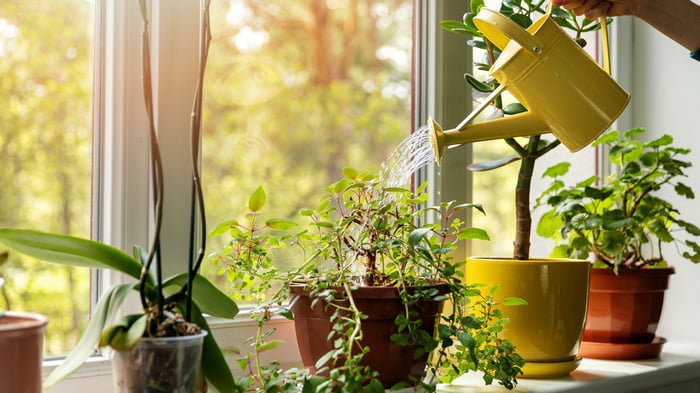 Kaip laistyti kambarinius augalus?