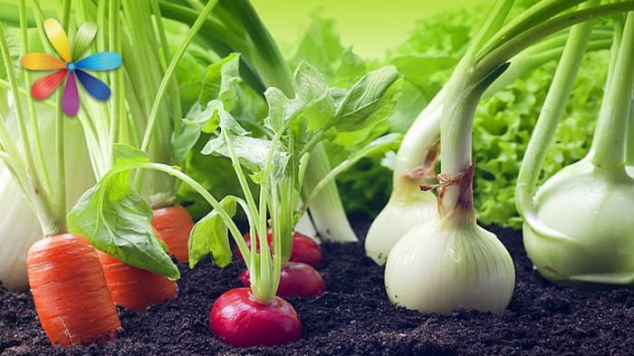 8 daržovės, kurias galite nusipirkti vieną kartą ir auginti amžinai
