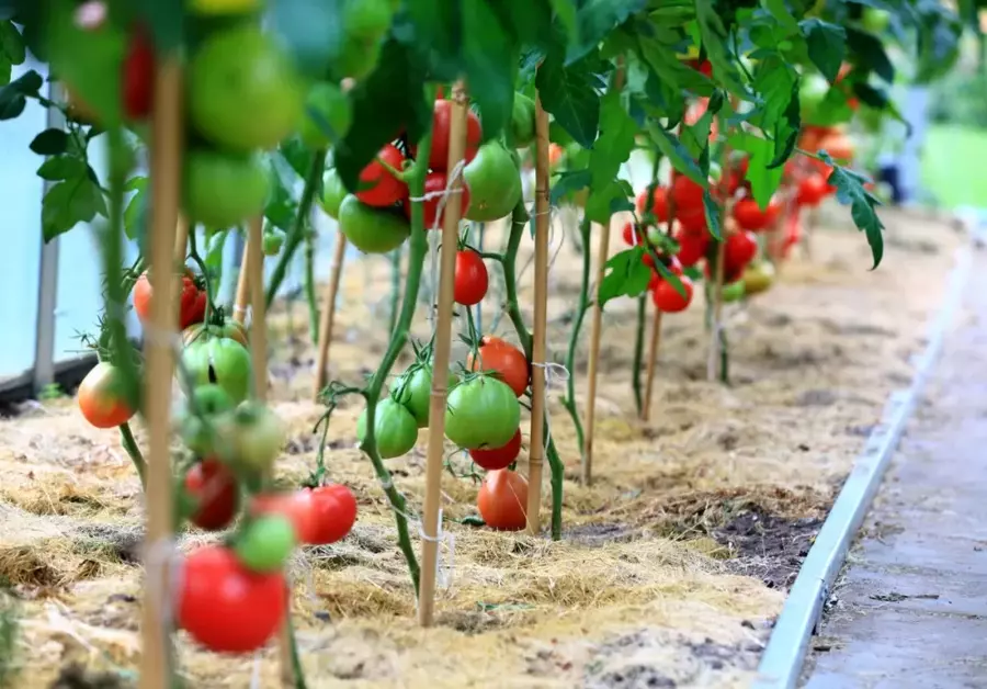 Kaip galima padidinti pomidorų derlių