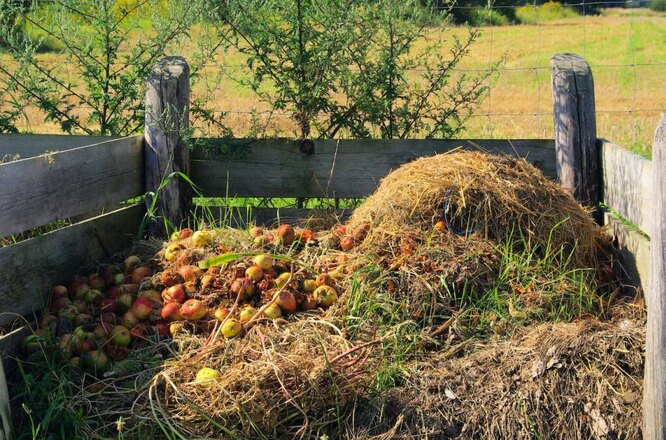 Supuvusių obuolių panaudojimas: patarimai sodininkams