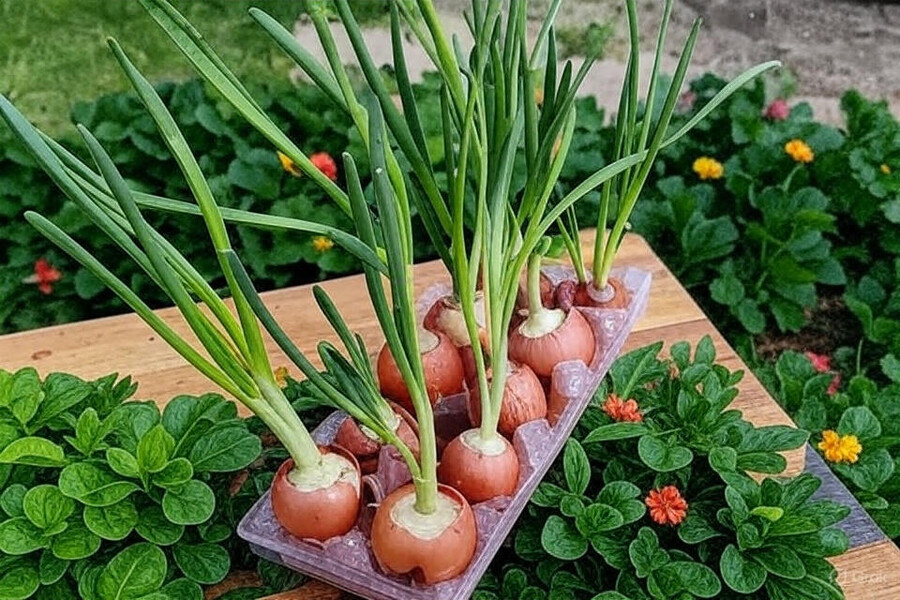 Kaip užsiauginti svogūnų laiškus ant palangės: greitas būdas