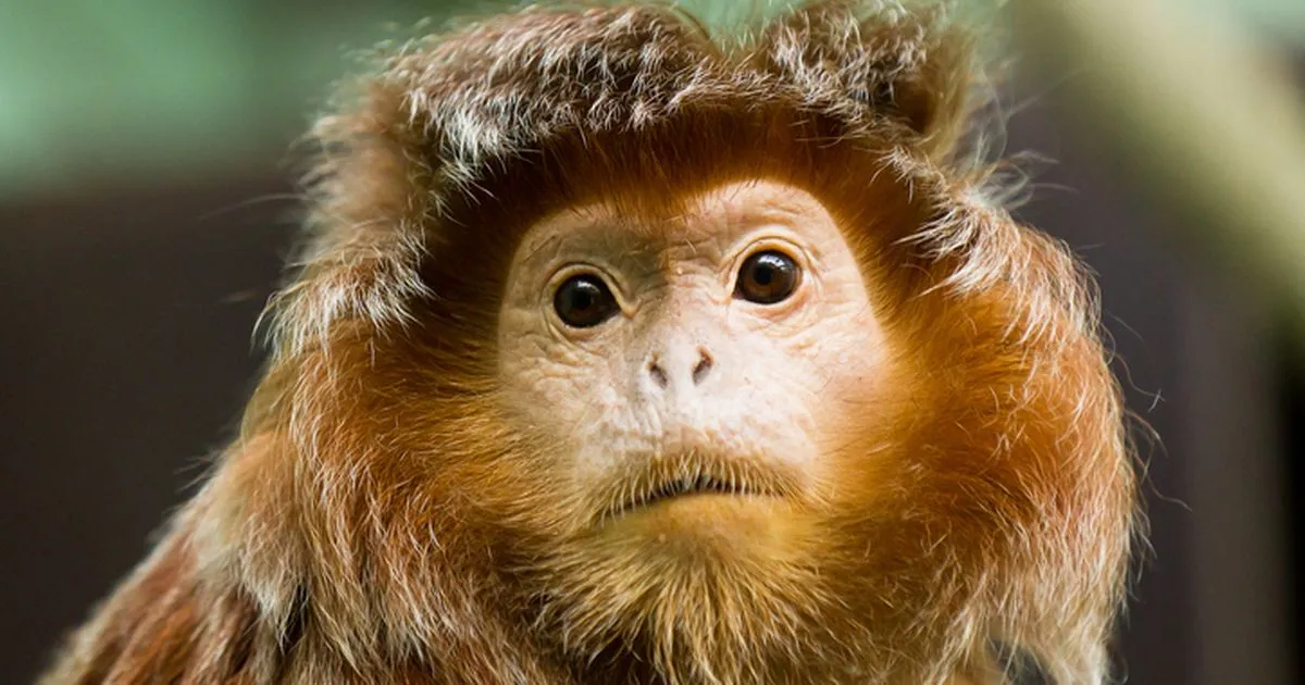 Borneo atrasta paslaptinga hibridinė beždžionių rūšis